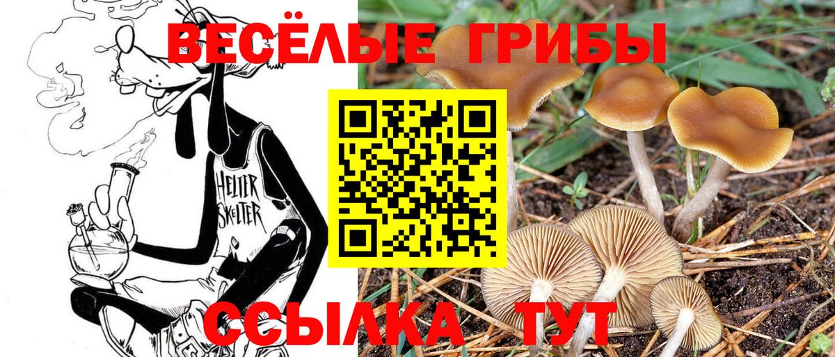 Псилоцибиновые грибы Psilocybe  Вход с VPN  Новодвинск 